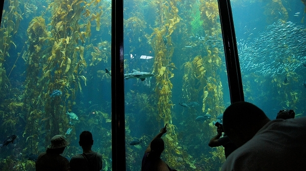 モントレー・カーメル & モントレー水族館 1日観光 英語ツアー