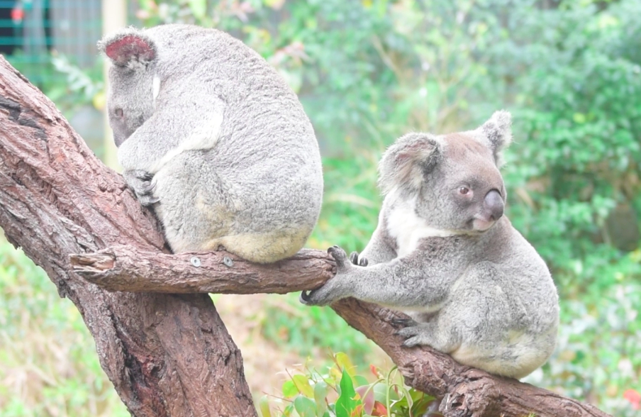 ハートリース動物園･コアラと朝食&海の絶景スポット+写真プレゼント付
