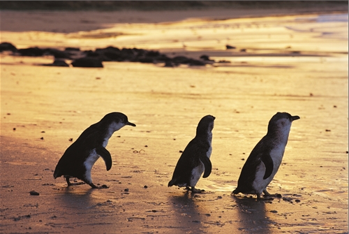 メルボルン市内観光とペンギンパレード