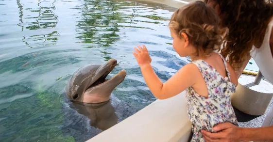 シーライフパーク･ハワイ ~ ドルフィン･アロハ (送迎付き/送迎なし)