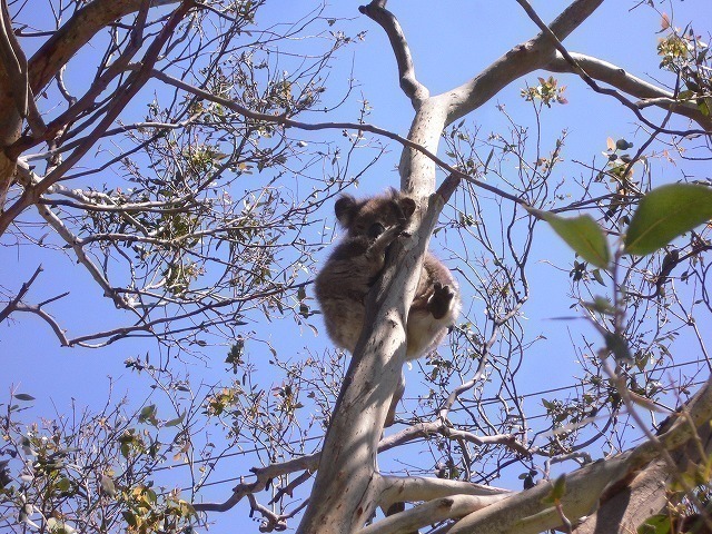 あれはコアラ？