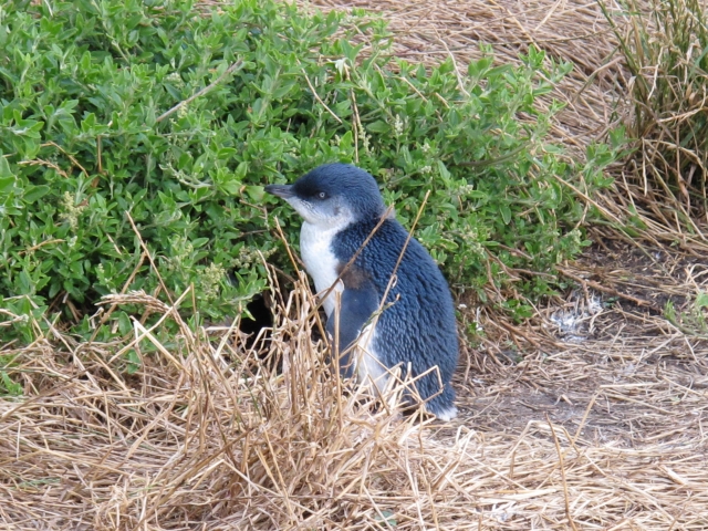 とっても小さなフェアリーペンギン