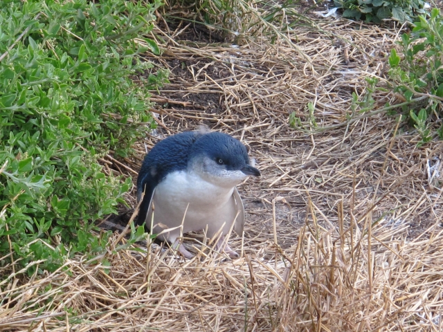 とっても小さなフェアリーペンギン
