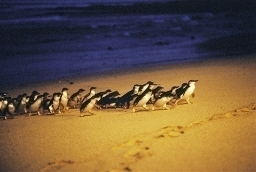 ペンギンたちが続々と島に戻ってきました!