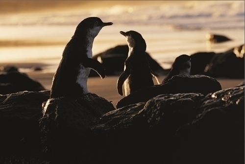 親子のペンギンも