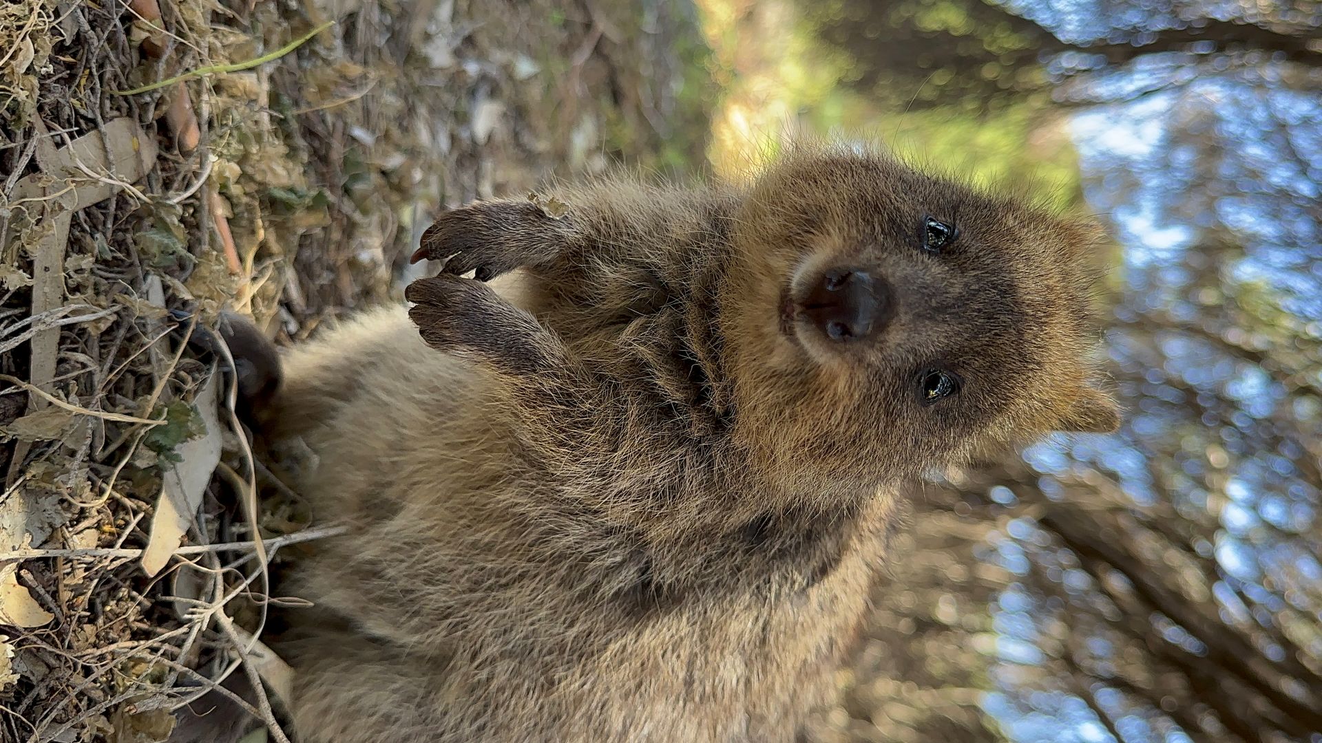 可愛らしいクォッカ