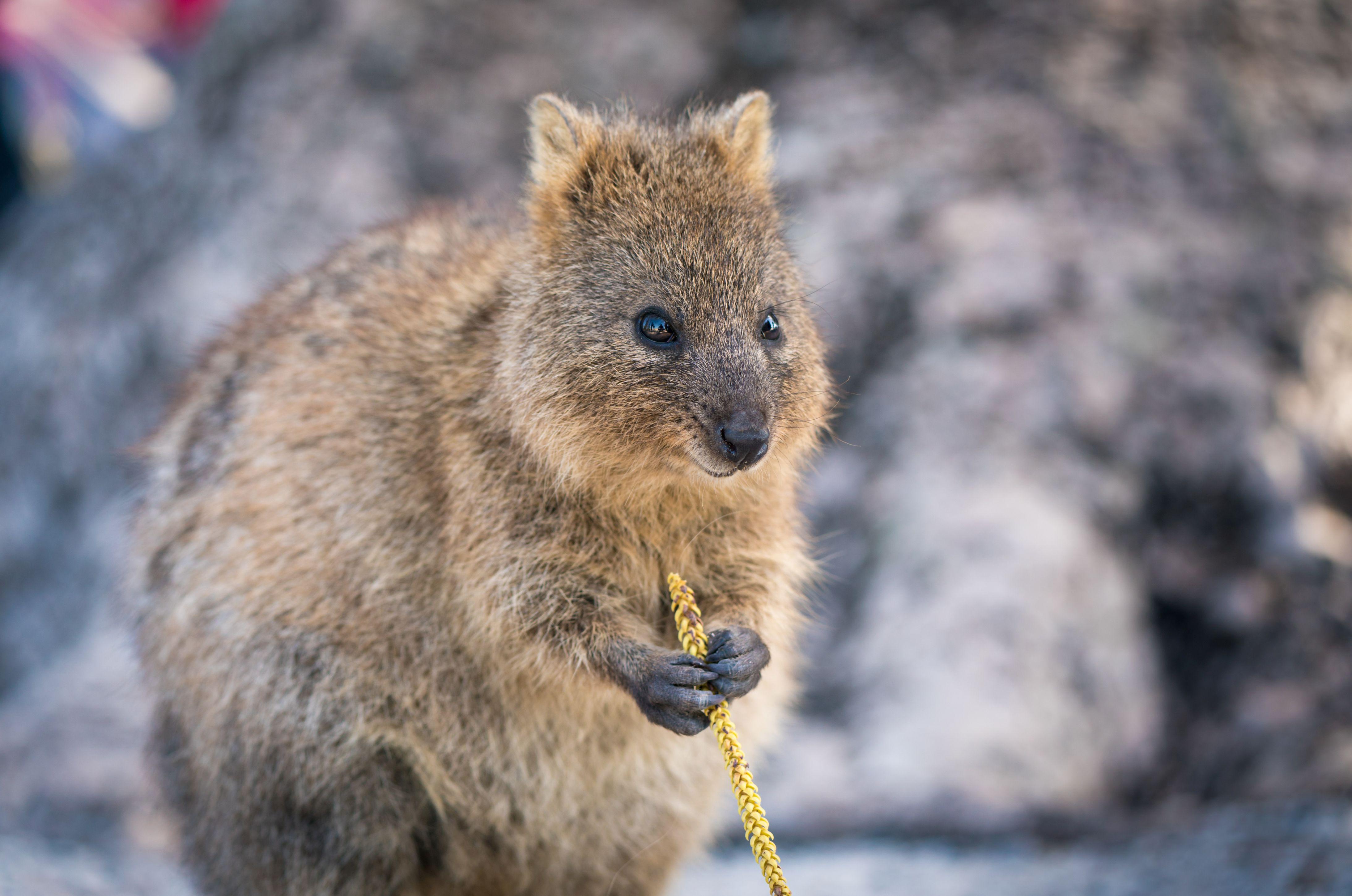 世界一幸せな動物と言われる、クォッカ