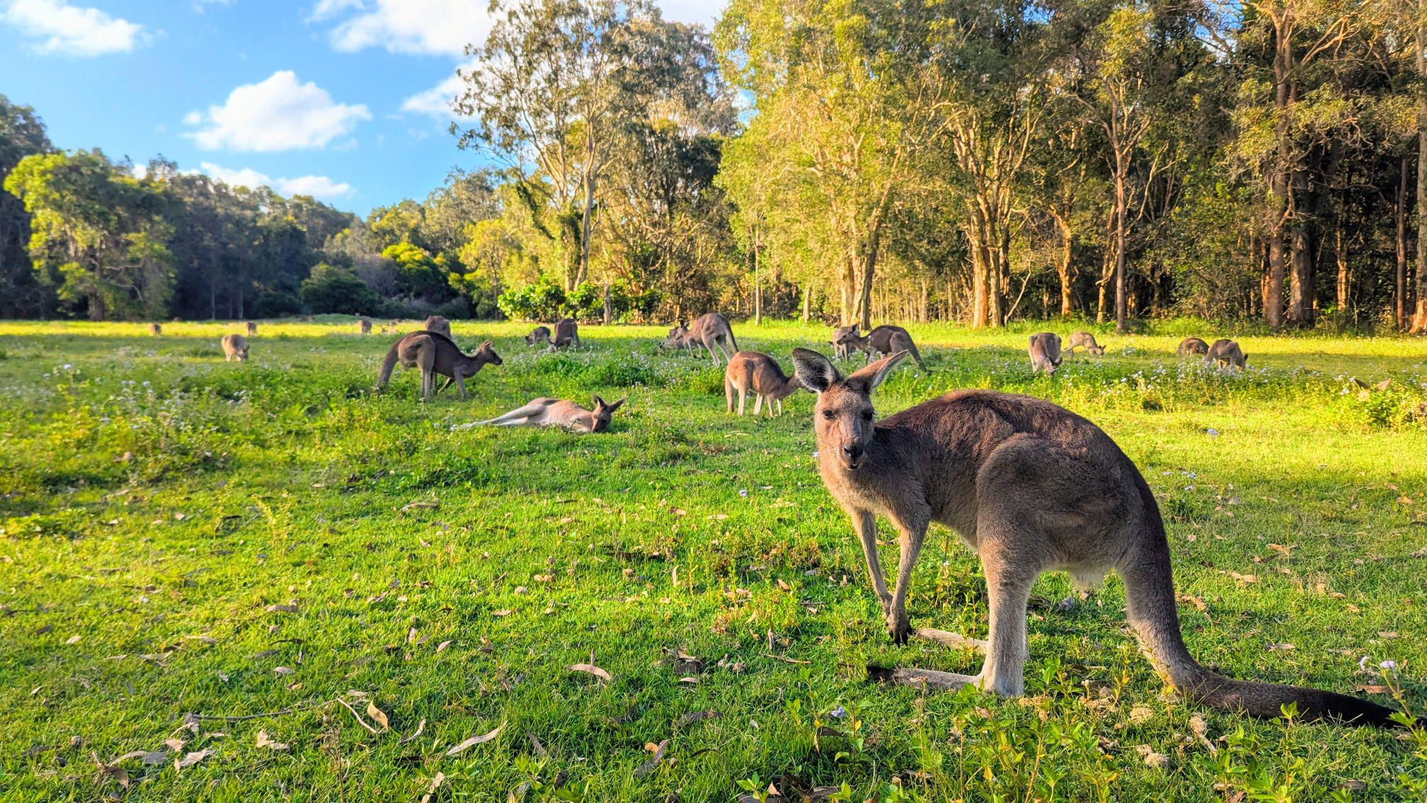 野生カンガルー