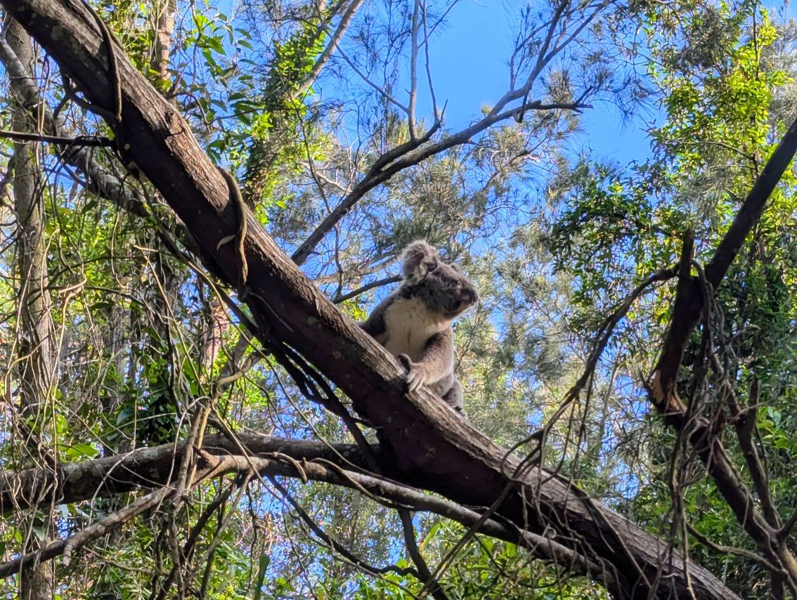 野生のコアラを探します