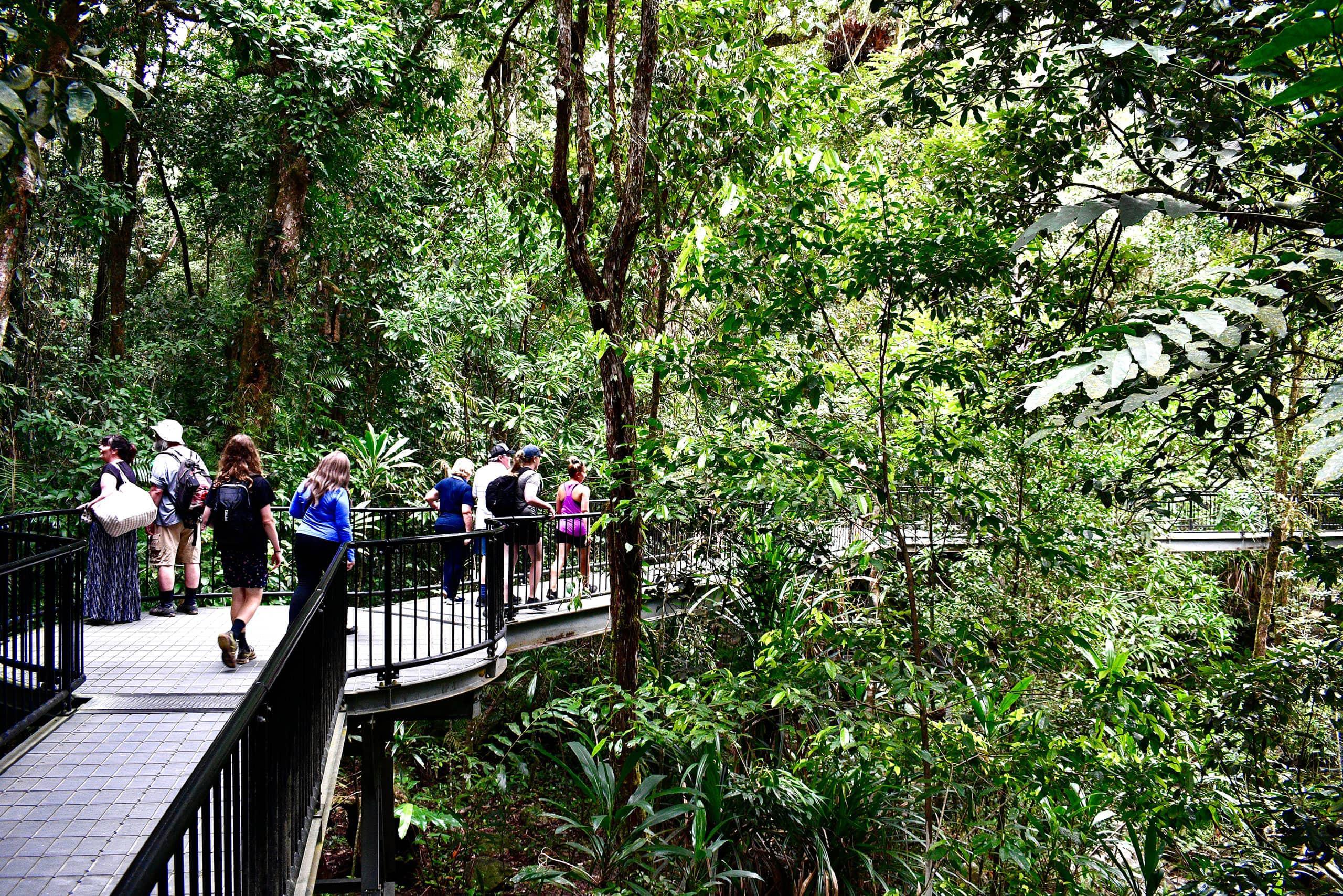 ボードウォークでの熱帯雨林散策