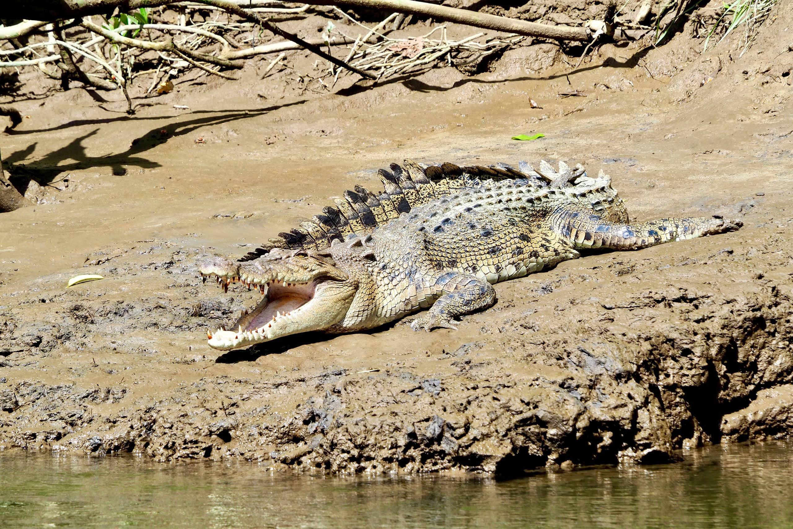 クロコダイルの日向ぼっこ