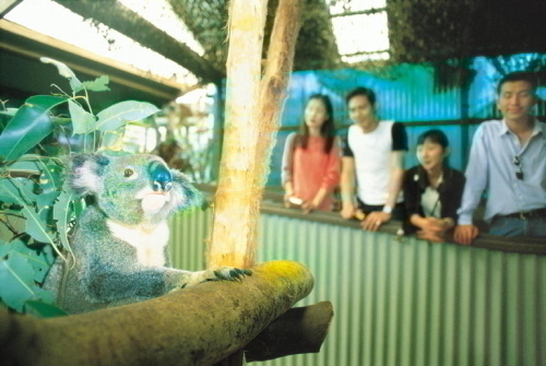 コアラ抱っこもできるワイルドライフパーク