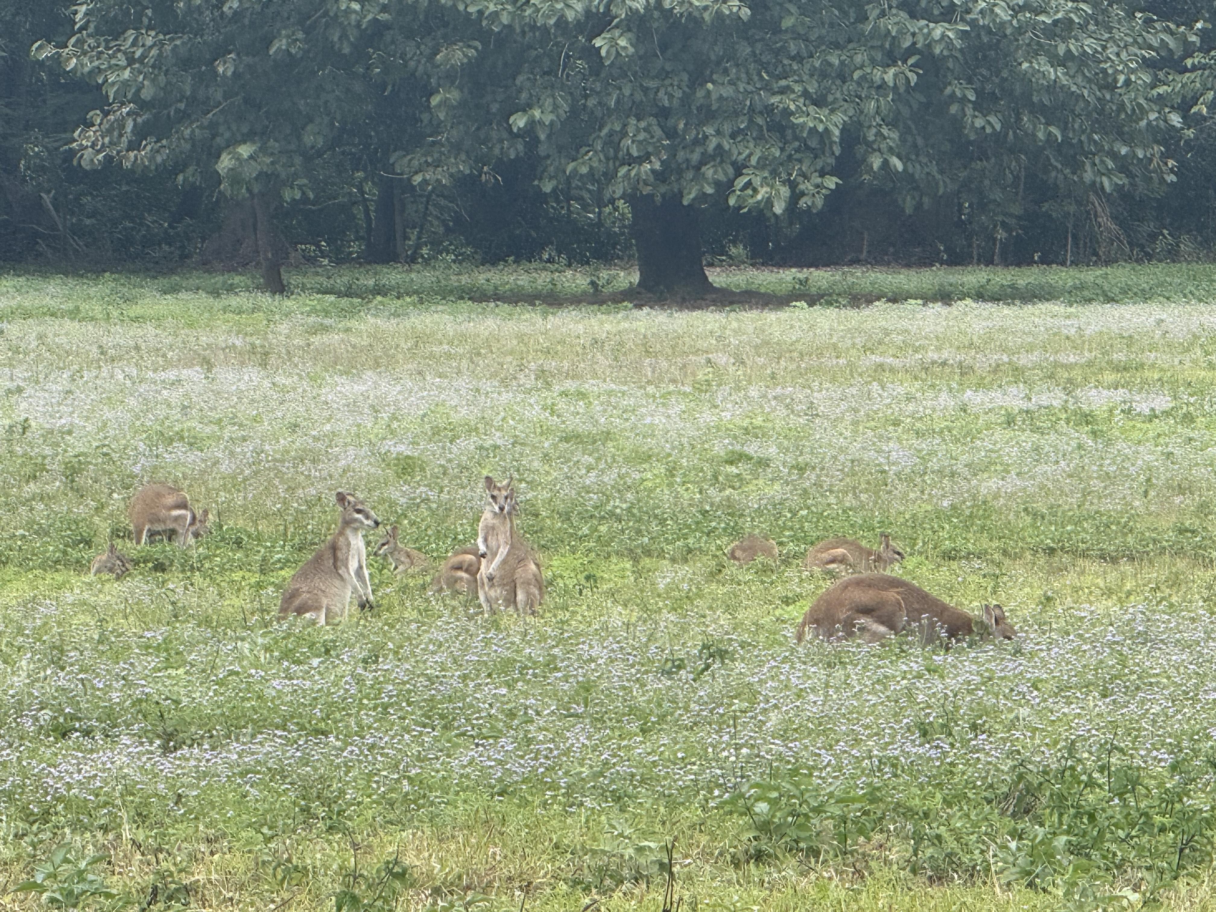 野生のワラビー