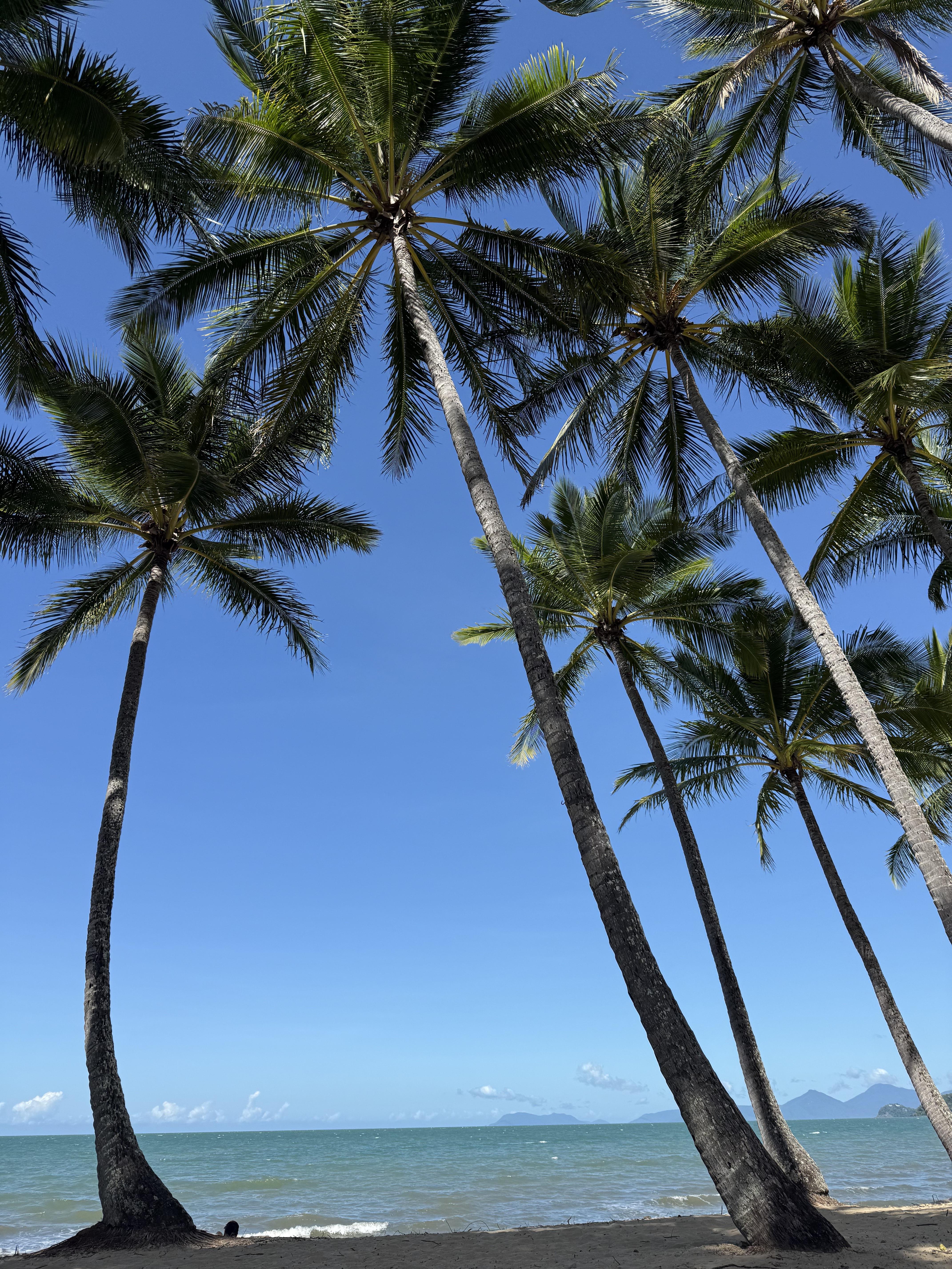 パームコーブビーチ