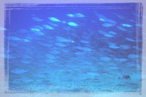 マアジの群れ(ビーチダイブ)