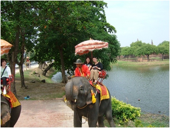 象乗り体験(オプション)