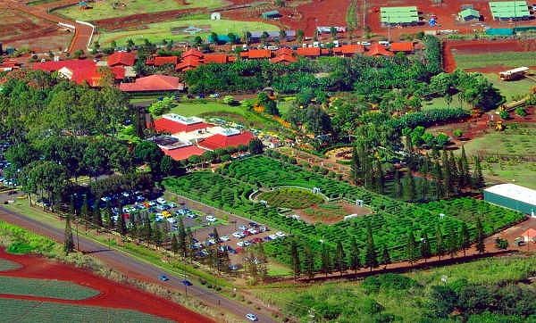 ドール・パイナップル