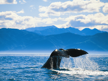 鯨とも遭遇できる確立有り!