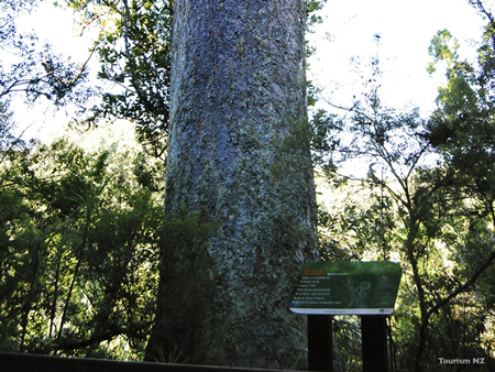 樹齢2000年にもなる巨木がカウリの木です