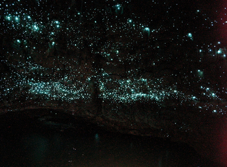 あたり一面の土ボタルの青白い光にうっとり