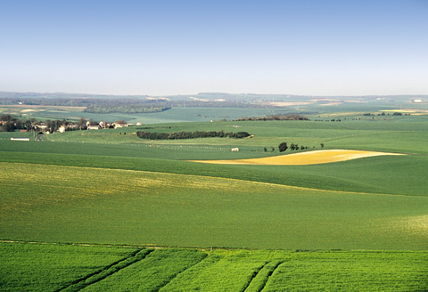 シャンパーニュ地方のぶどう畑