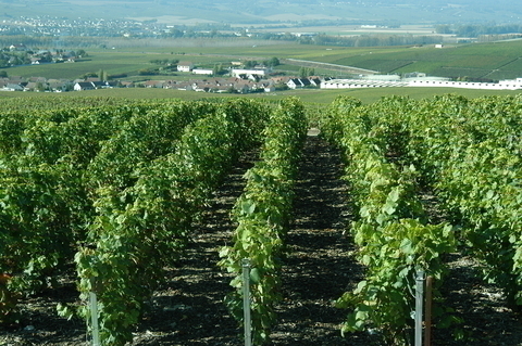 シャンパーニュ地方のぶどう畑