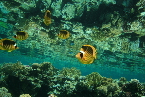 ようこそ僕らの海へ!!