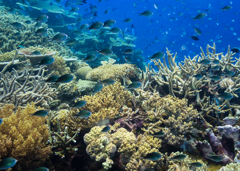 海の中は本当に綺麗です。